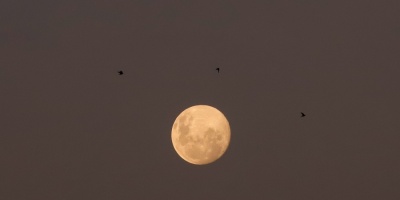 Empresario nip�n invita a ocho tripulantes "creativos" a viajar a la Luna