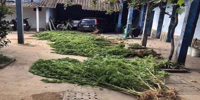 Incautaron 62 plantas de marihuana y detuvieron a una pareja en Maldonado