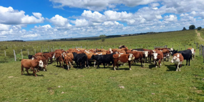 Dos sujetos fueron detenidos por el robo de animales en Tacuaremb�