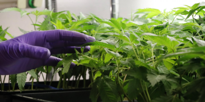 Ley de consumo l�dico de marihuana avanza en la C�mara de Diputados de M�xico