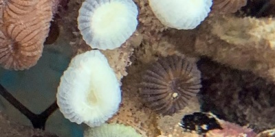 Congelaci�n de gametos: La esperanza para los amenazados arrecifes coralinos