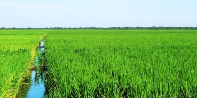 Atraso en la siembra de arroz preocupa a productores