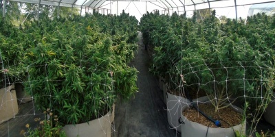 La polic�a desmantel� una plantaci�n clandestina de marihuana