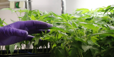 La ONU, preocupada por el incremento de consumidores de cannabis en Uruguay