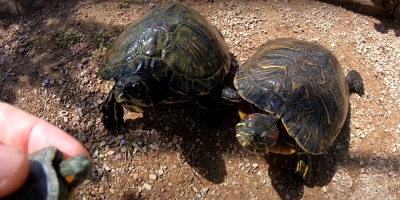 Ecuador devuelve 15 tortugas a su h�bitat natural del Parque Nacional Yasun�