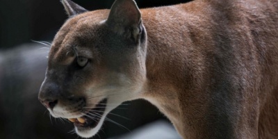 Liberan a una puma en un parque nacional de Ecuador