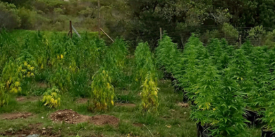 Detuvieron al hombre que custodiaba m�s de 700 plantas de marihuana en Maldonado