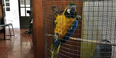 Rescataron 31 aves ex�ticas que estaban en cautiverio una vivienda de Melo