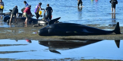 Cient�ficos alertan de la situaci�n cr�tica de los cet�ceos en mares europeos