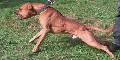 Un ni�o muri� tras ser atacado por un perro Pitbull