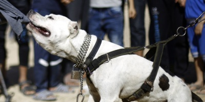 Diputada colorada busca prohibir razas de perros �potencialmente peligrosas�