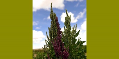 Las plantas tienen un estabilizador de prote�nas solo visto en animales