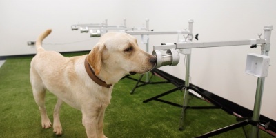 Perros detectores de covid "certificados" debutar�n en una feria de Miami