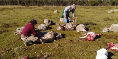 Animalistas rechazan nuevo proyecto que busca controlar jaur�as de perros