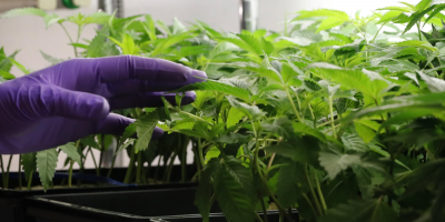 Ejecutivo argentino promueve ley para crear industria de cannabis medicinal