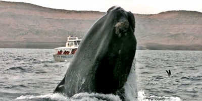 Las ballenas francas est�n menguado de tama�o en los �ltimos 40 a�os