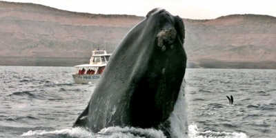 Las ballenas francas estn menguado de tamao en los ltimos 40 aos