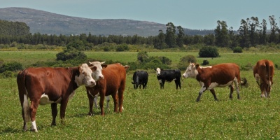 Uruguay apunta a mejorar su producción de carne con el "bienestar animal"