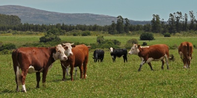 Uruguay apunta a mejorar su produccin de carne con el "bienestar animal"