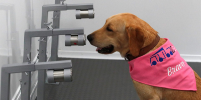 Una unidad m�vil canina ayuda a detectar la covid-19 en Tailandia