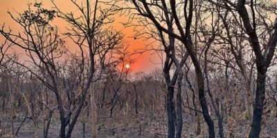 Deforestacin de Amazona brasilea en primer semestre fue la mayor en 6 aos