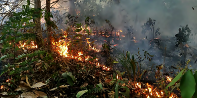 M�s de 6.000 "guardianes" ayudaran a combatir incendios en selvas de Brasil