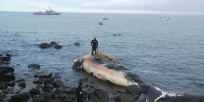 Remolcaron la ballena que apareci� muerta d�as atr�s en Piri�polis