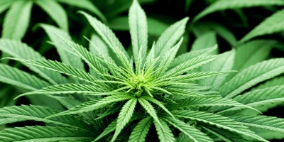 Uruguay sube porcentaje THC de marihuana en farmacias y piensa en el turismo