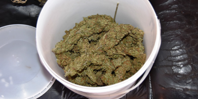 Detuvieron a un hombre que plantaba cannabis ilegalmente en R�o Negro