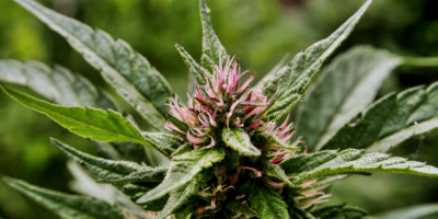 La Fotogaler�a Goes exhibe la muestra "Clemente investiga"