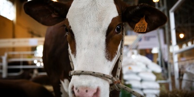 Ense�an a las vacas a ir al ba�o para reducir la contaminaci�n por amon�aco