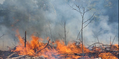 Incendios forestales arrasan miles de hect�reas en el centro de Argentina
