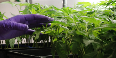Panam� legaliza el uso medicinal y terap�utico del cannabis