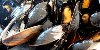 Marea roja  impone veda sobre moluscos bivalvos en Rocha