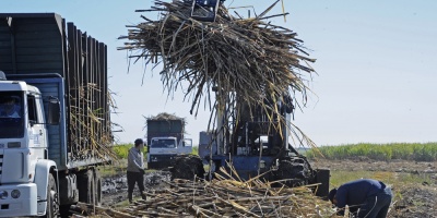 ALUR cerr un contrato a cinco aos con los plantadores de caa de azcar
