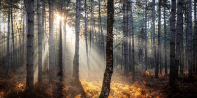 Uruguay firm un pacto ambiental en la cumbre del clima COP26 para detener la deforestacin en 2030