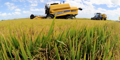 Proponen modificar genticamente el arroz para adaptarlo a cambio climtico