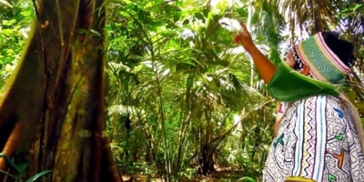 Dispositivos inteligentes para “escuchar la selva” y prevenir la tala ilegal