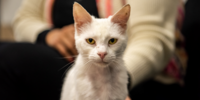Intendencia comienza jornadas de castraciones gratuitas de gatos y perros