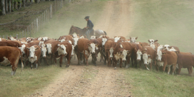 Pago de BPS rural aplazado a productores bajo Emergencia Agropecuaria