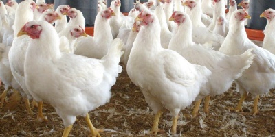 A pesar de la muerte de miles de gallinas, productores aseguran que aumento de precios será "razonable"