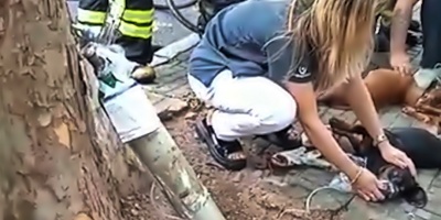 Bomberos practicaron primeros auxilios a tres perros luego de rescatarlos de un incendio 