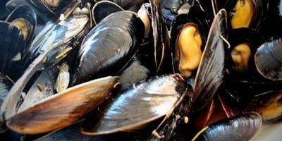 MGAP: anuncian excepciones a la veda por marea roja en Rocha