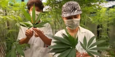 Tailandia apuesta por el negocio de la marihuana