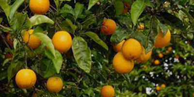 El ministro de Trabajo Pablo Mieres dijo que hay que extender la zafras citr�colas para lograr que haya m�s jornales