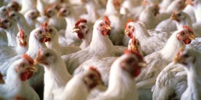 Hubo un acuerdo para mantener sin incremento el precio de los huevos por un periodo de treinta d�as 