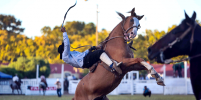 Plataforma Animalista: INAU no deber�a autorizar la presencia de ni�os en espect�culos donde hubiere maltrato animal