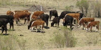 MGAP recuerda a productores plazo para postularse al FAE 