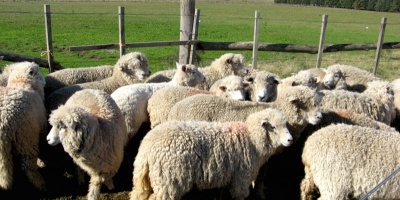 Piden la captura de los perros sin tenedor responsable