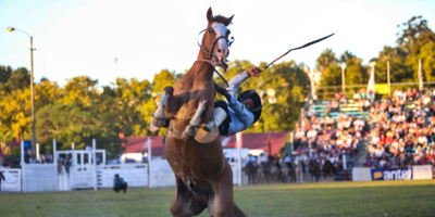 Defensores de los derechos de animales redoblan esfuerzos contra el maltrato animal